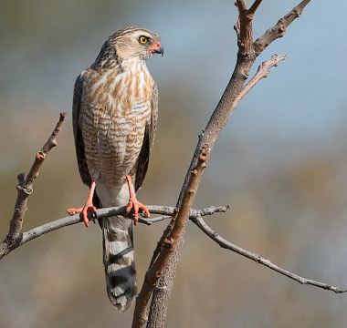 Gabar Goshawk